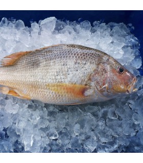 ماهی سرخوی معمولی