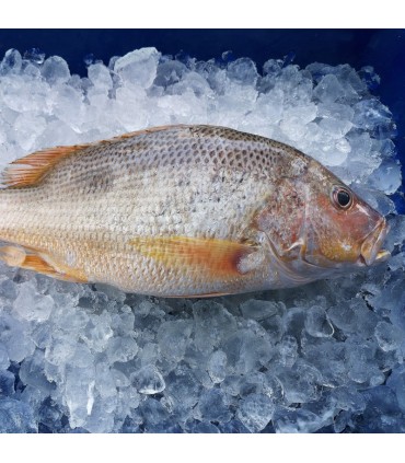 ماهی سرخوی معمولی