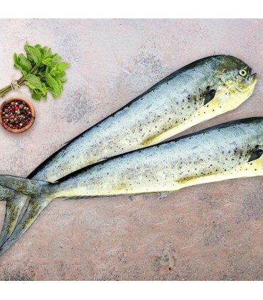 ماهی گالیت (انفلوس)