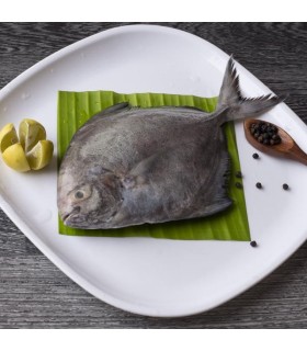 ماهی حلوا سیاه