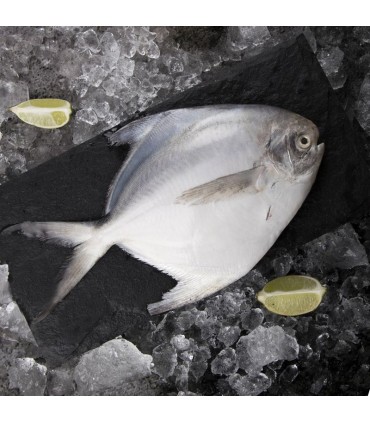 ماهی حلوا سفید درشت (زبیدی)