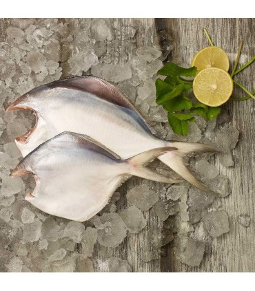 ماهی حلوا سفید درشت (زبیدی)